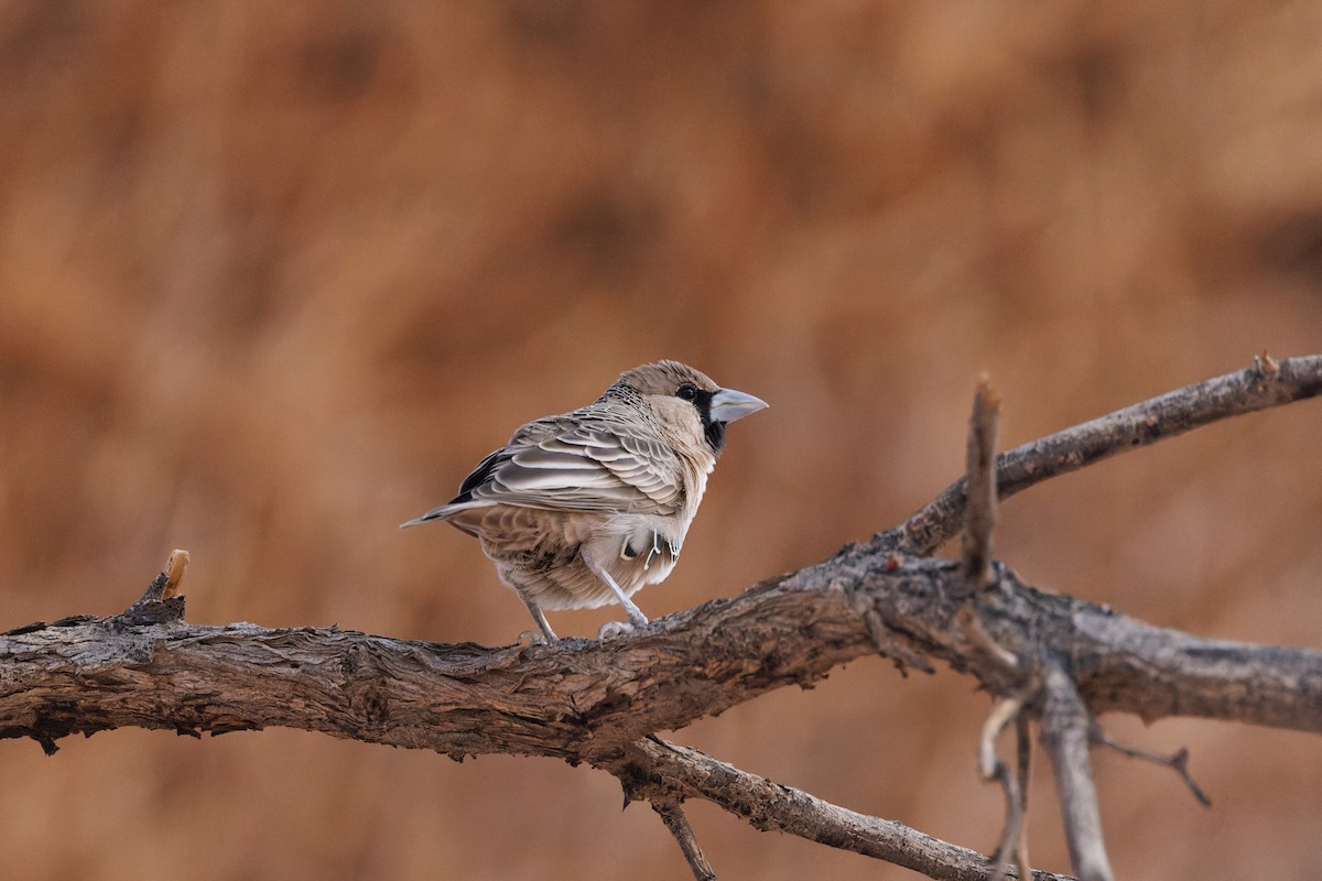 Sociable Weaver - Egor F