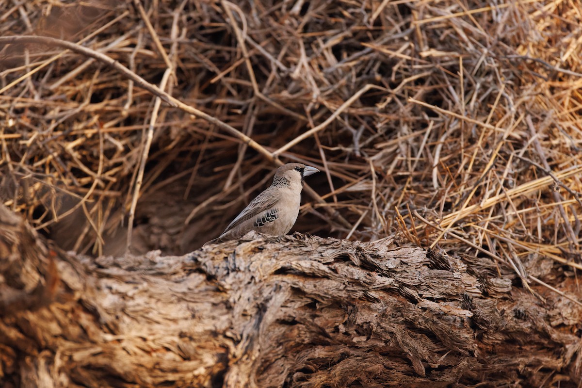 Sociable Weaver - ML614097076