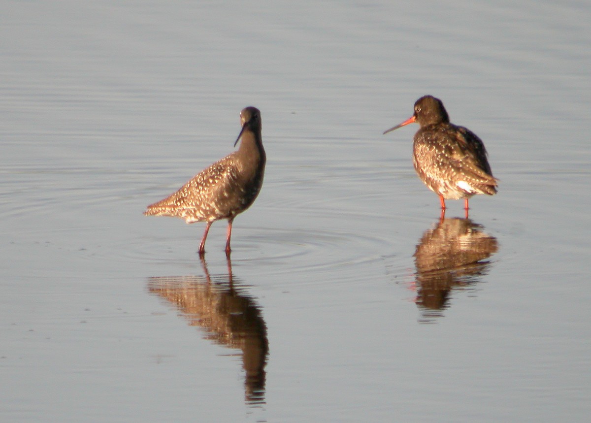Spotted Redshank - ML614097203
