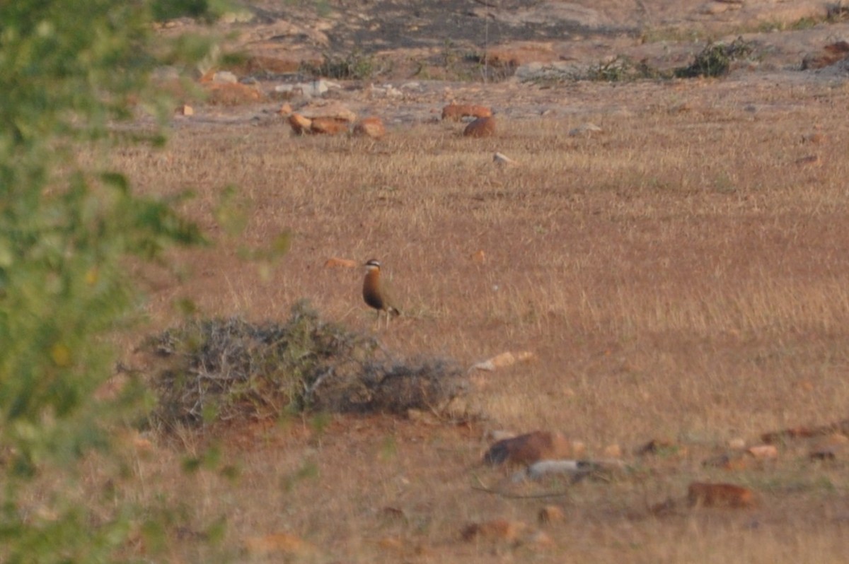 Indian Courser - ML614097223