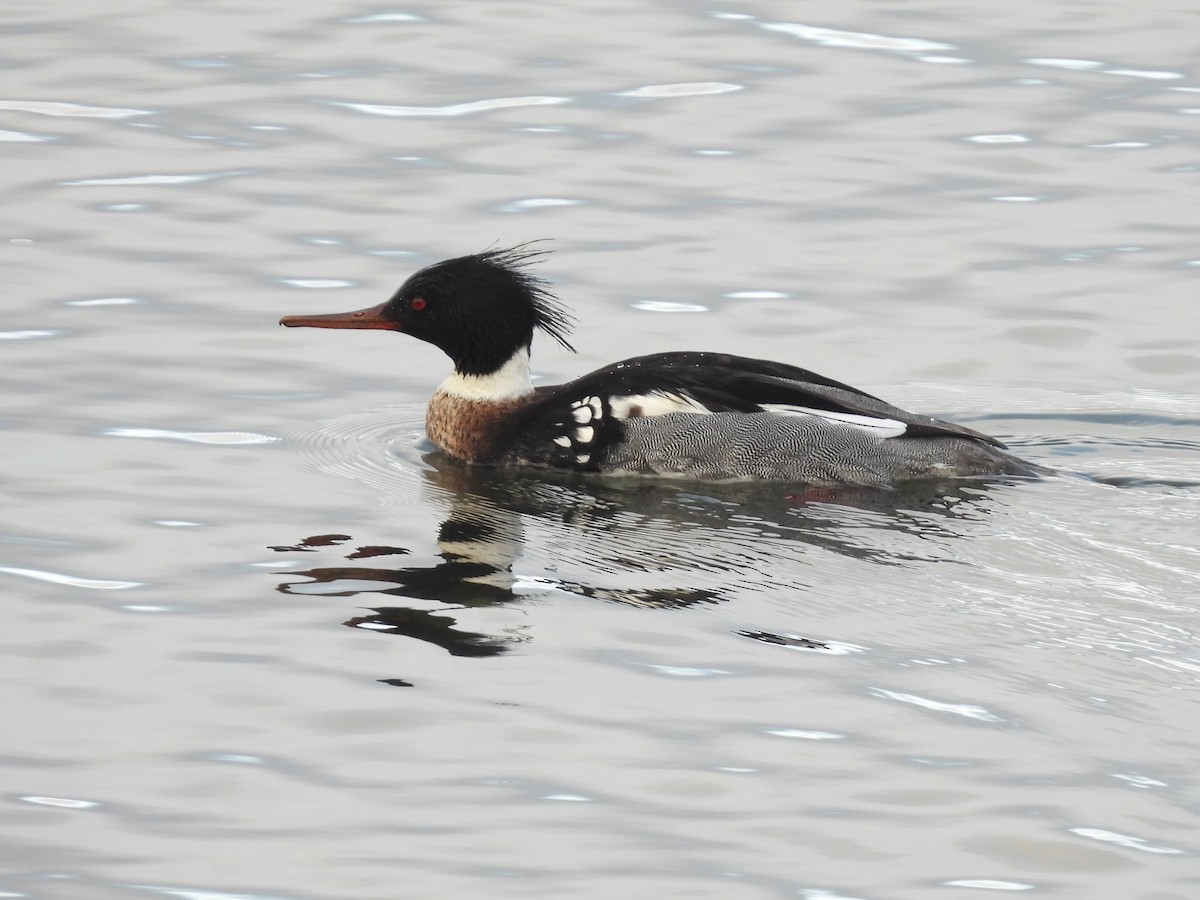 Red-breasted Merganser - Paul Mahler