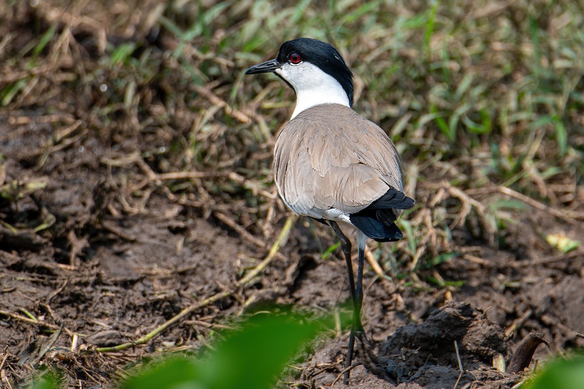 Spur-winged Lapwing - ML614097317