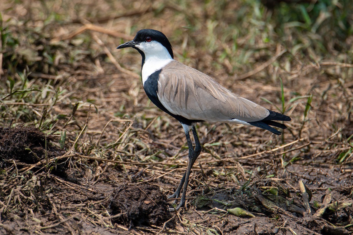 Spur-winged Lapwing - ML614097318