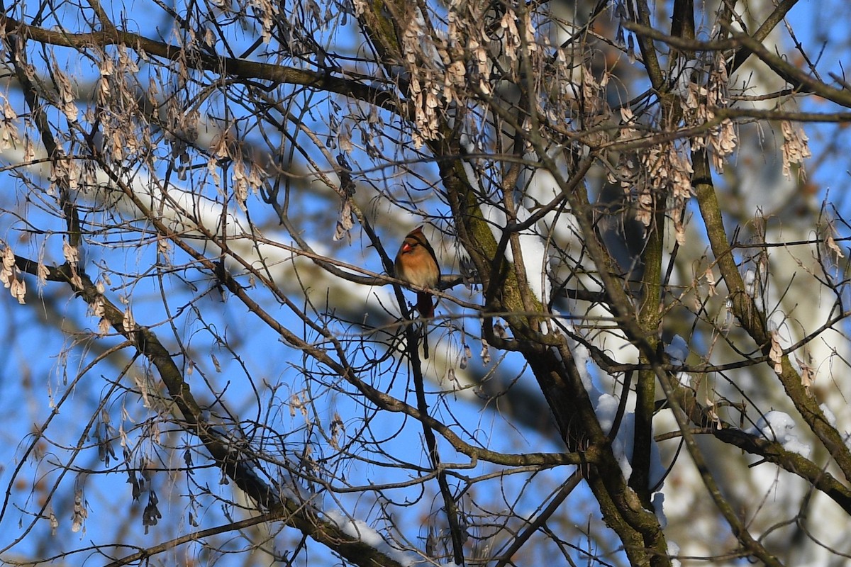 Northern Cardinal - ML614097347