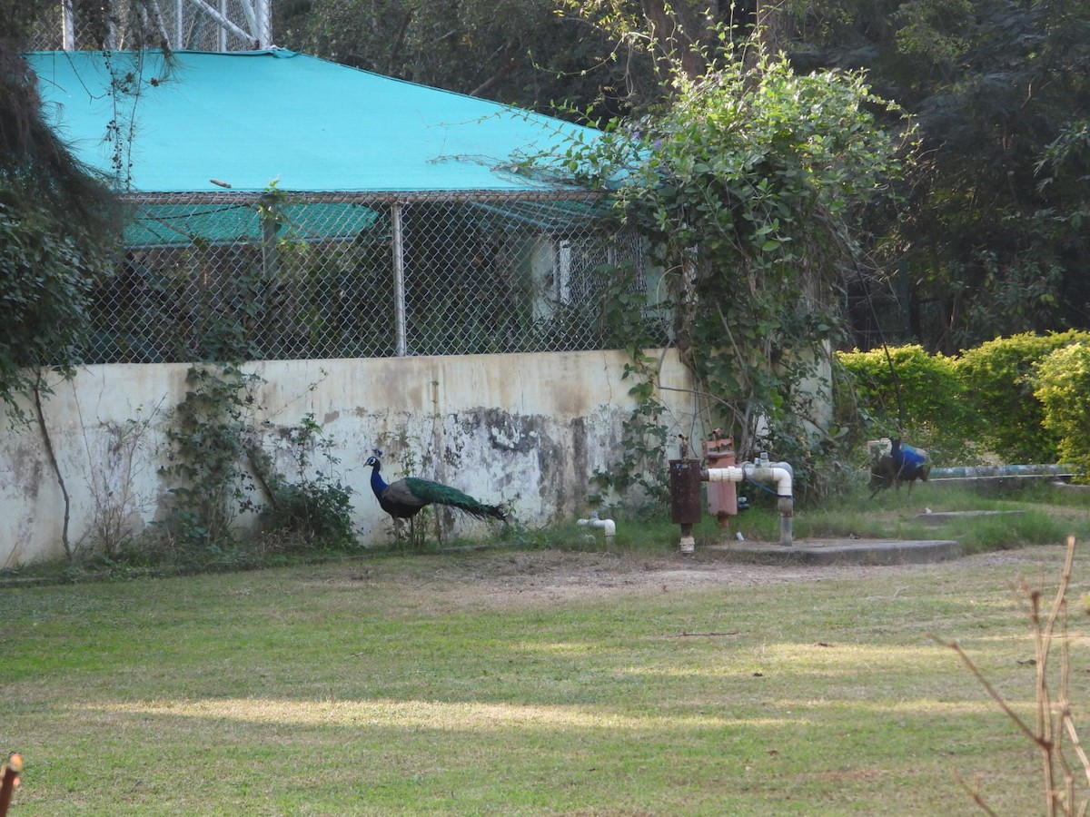 Indian Peafowl - Chaiti Banerjee