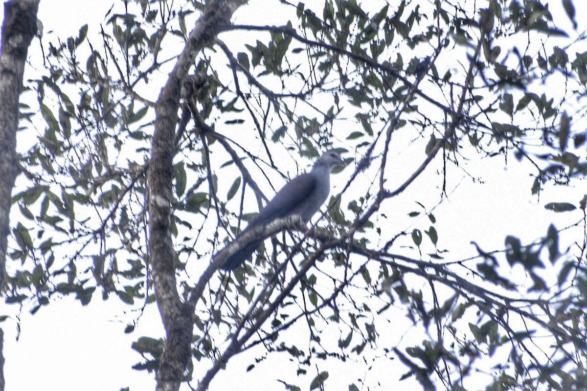 Nilgiri Wood-Pigeon - ML614097418