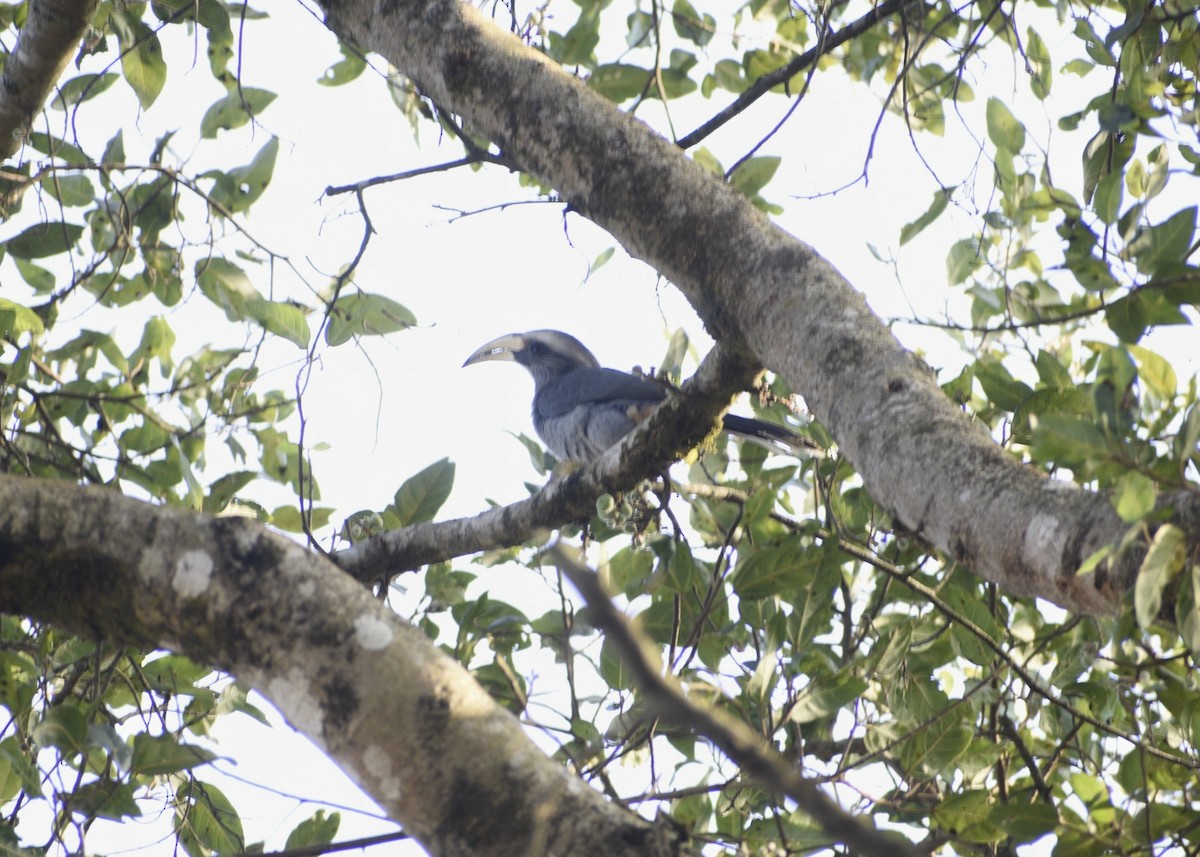 Malabar Gray Hornbill - ML614097431