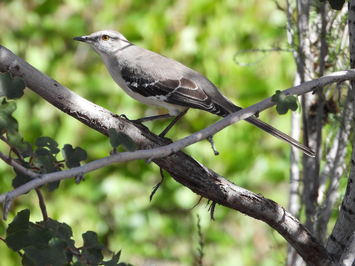 Northern Mockingbird - ML614097432