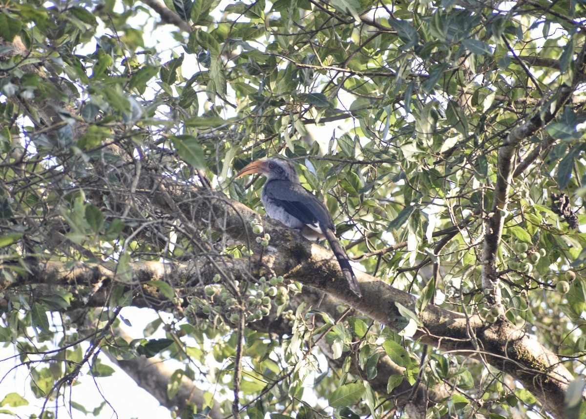 Malabar Gray Hornbill - ML614097433