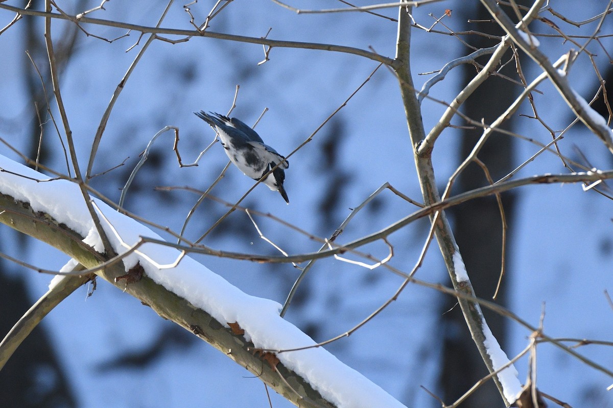 Belted Kingfisher - ML614097450