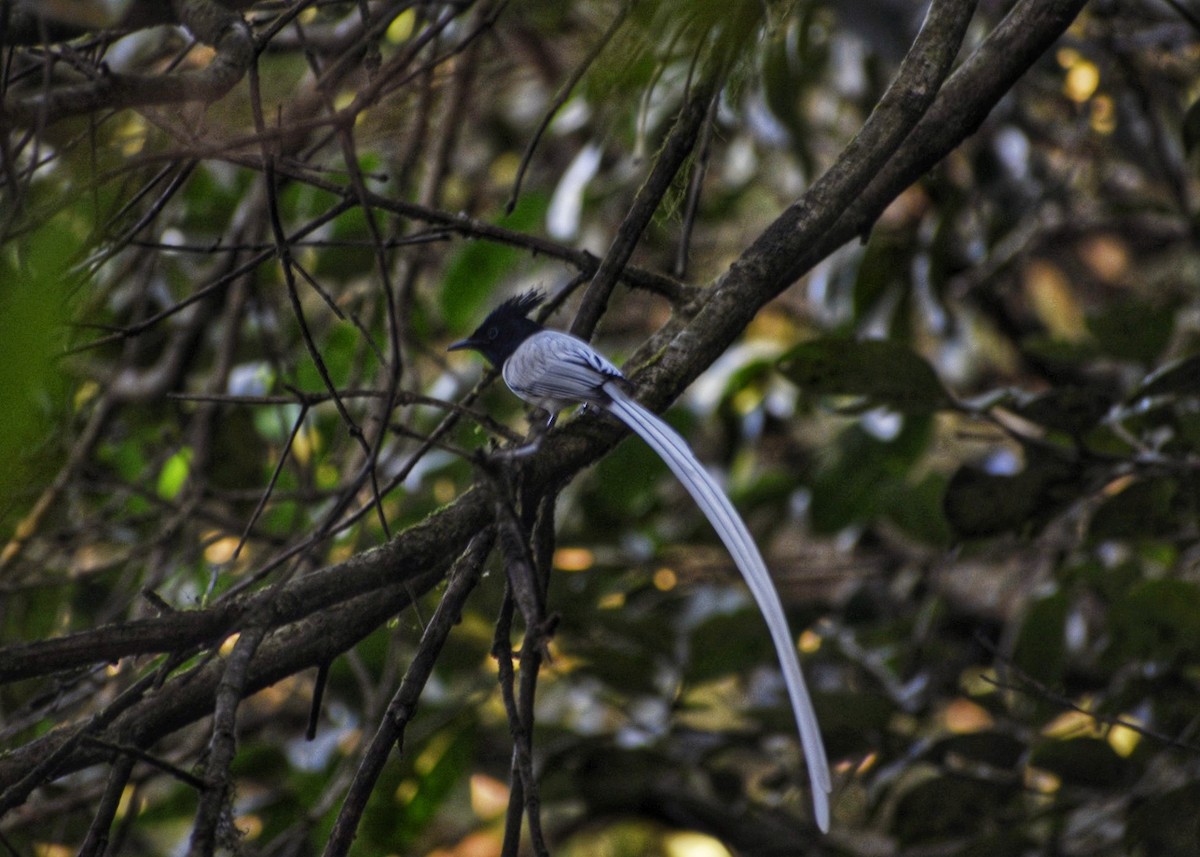 Indian Paradise-Flycatcher - ML614097456