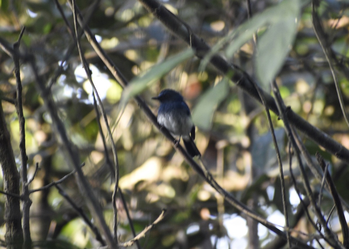 White-bellied Blue Flycatcher - ML614097471