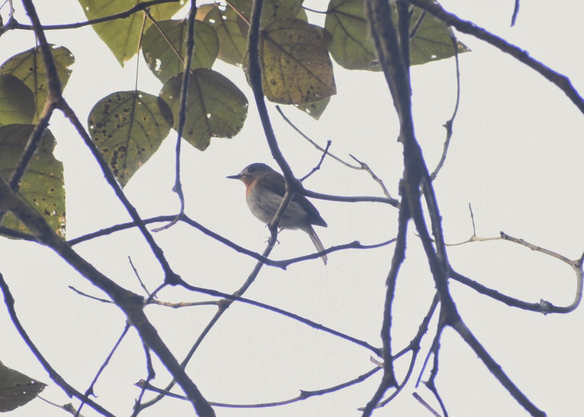 White-bellied Blue Flycatcher - ML614097472