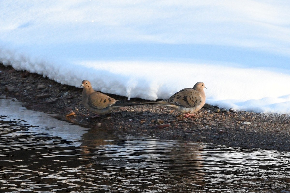 Mourning Dove - ML614097531