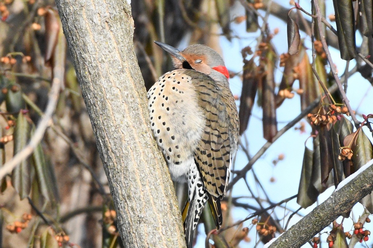 Northern Flicker - ML614097600