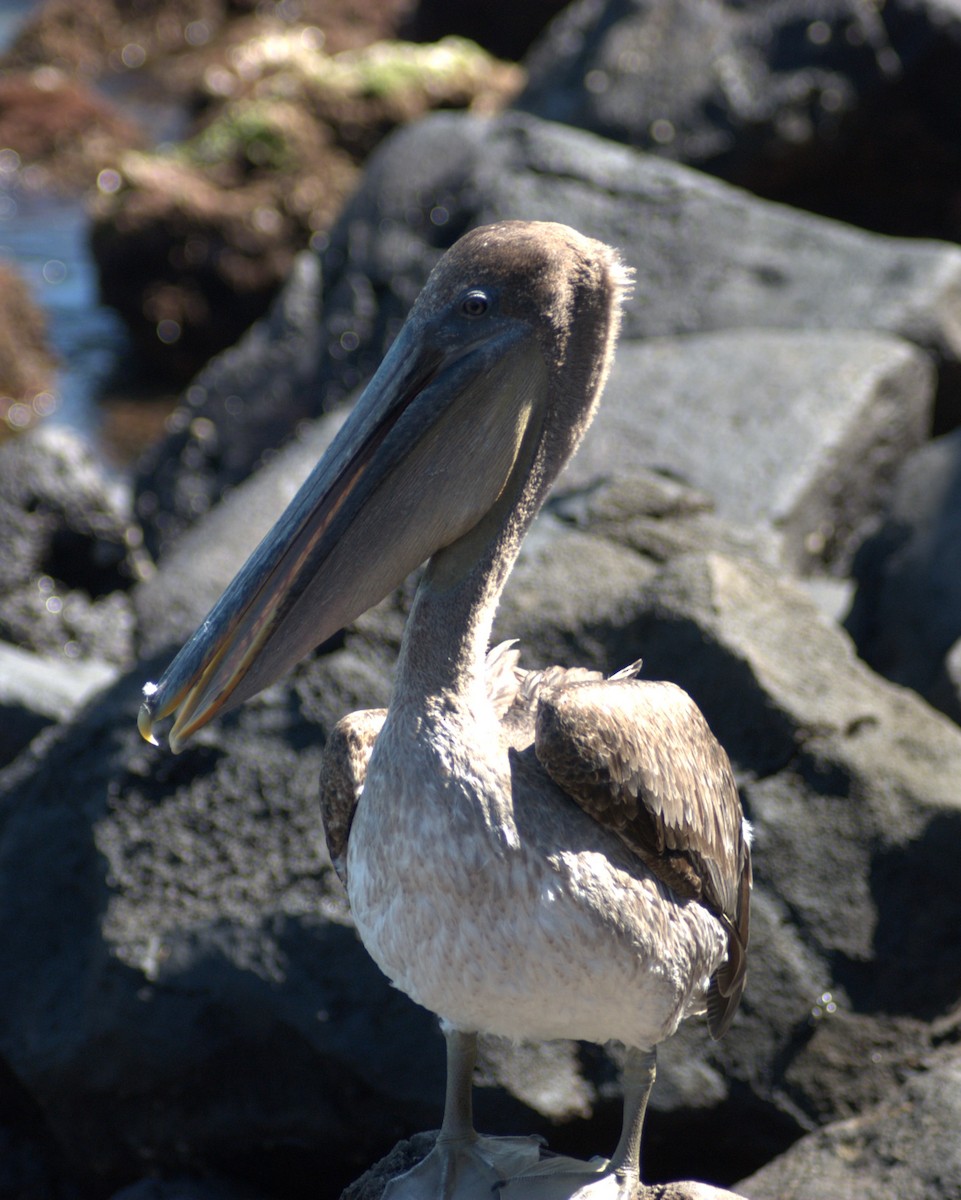 Brown Pelican - Paul Morf