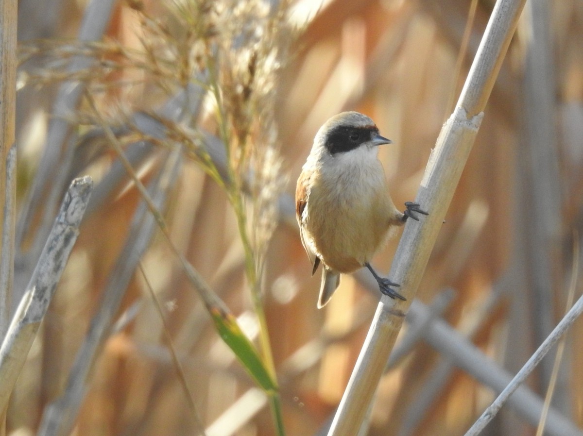 Eurasian Penduline-Tit - ML614097677