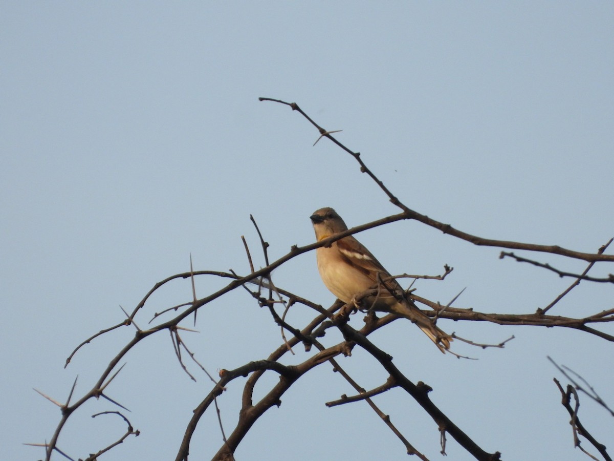 Yellow-throated Sparrow - ML614097718