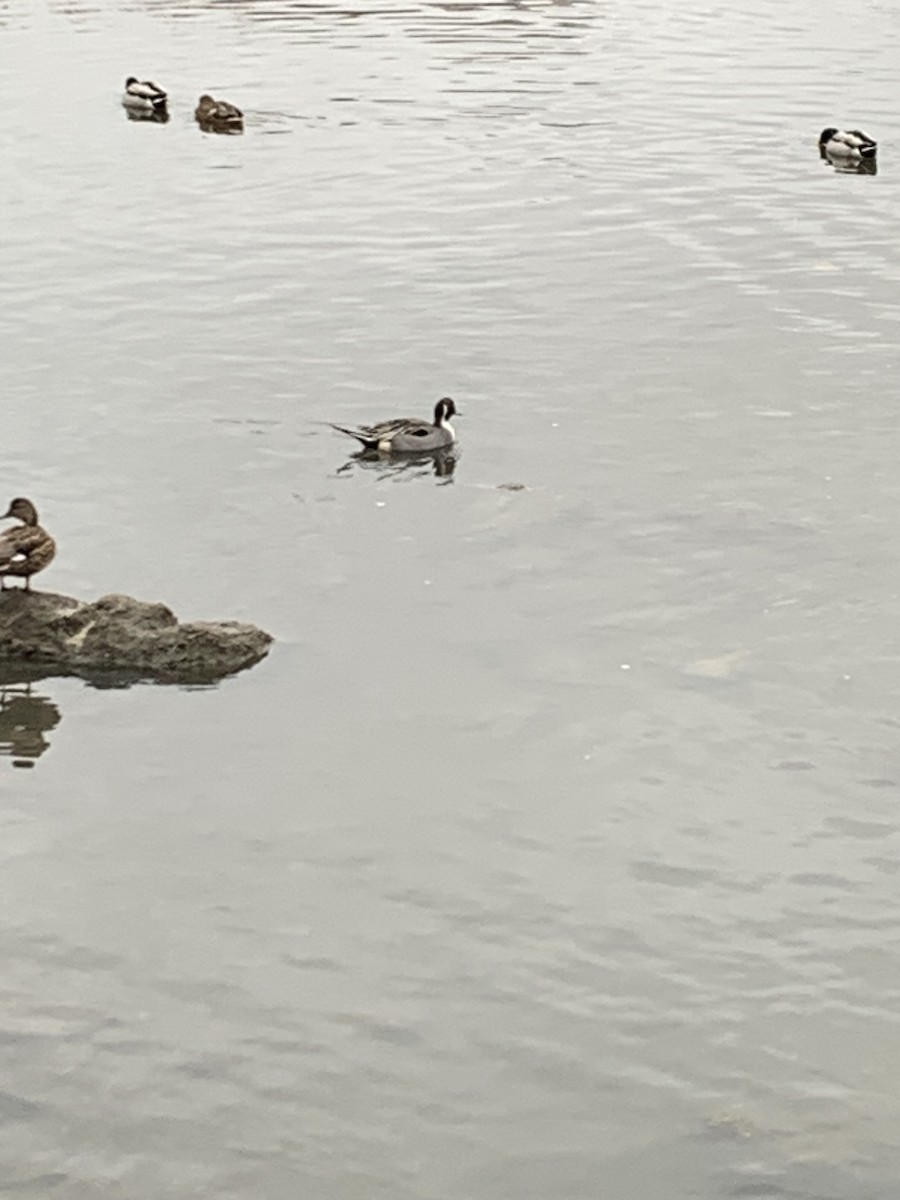 Northern Pintail - ML614097924