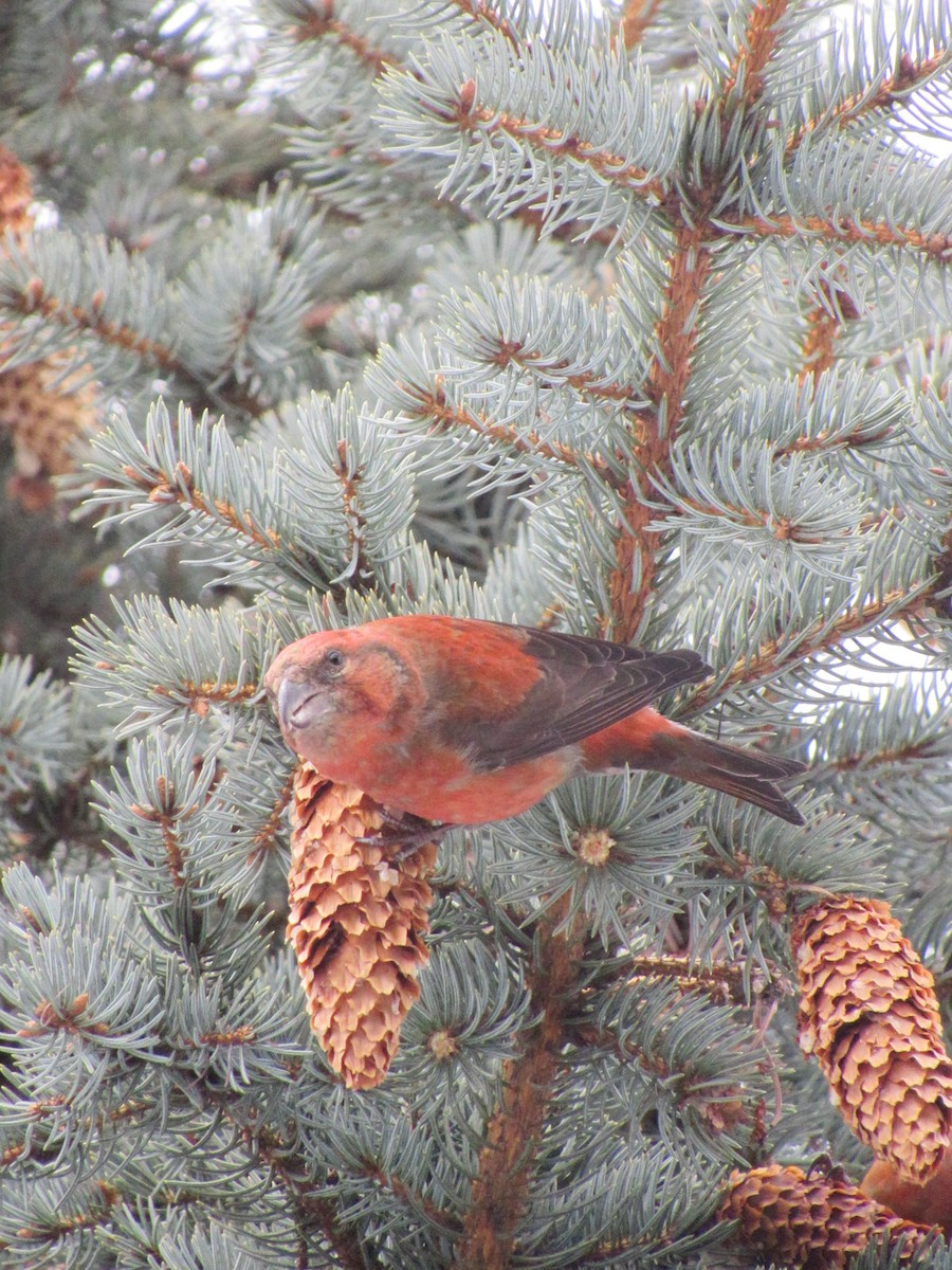 Red Crossbill - ML614097929