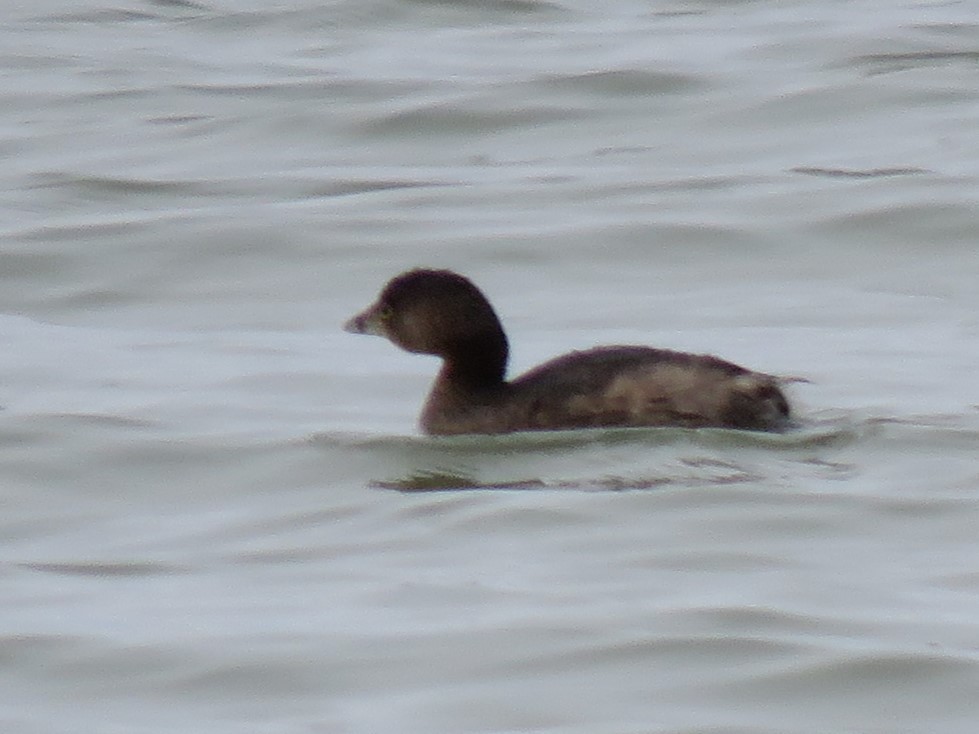 Pied-billed Grebe - ML614097936