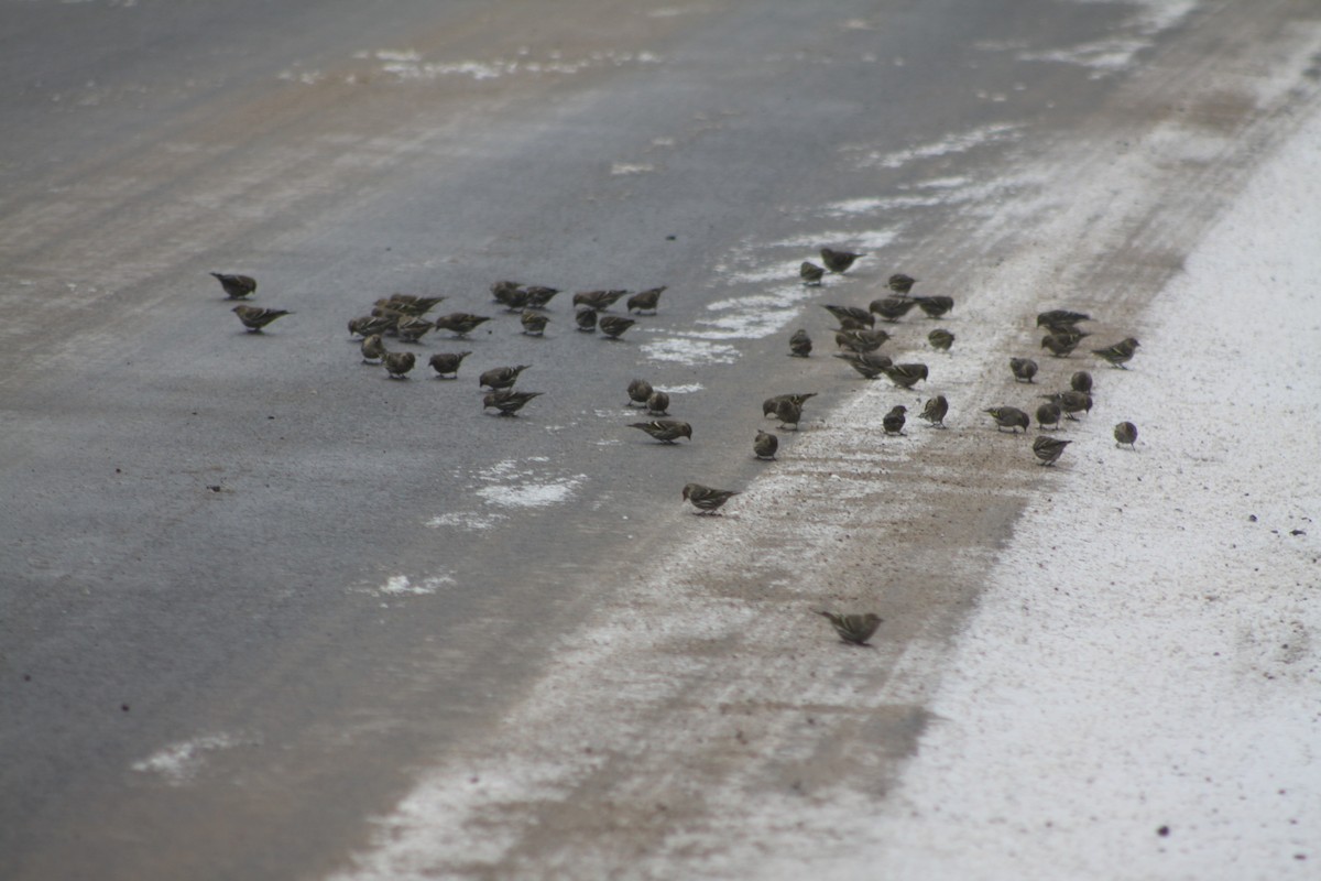 Pine Siskin - ML614097972