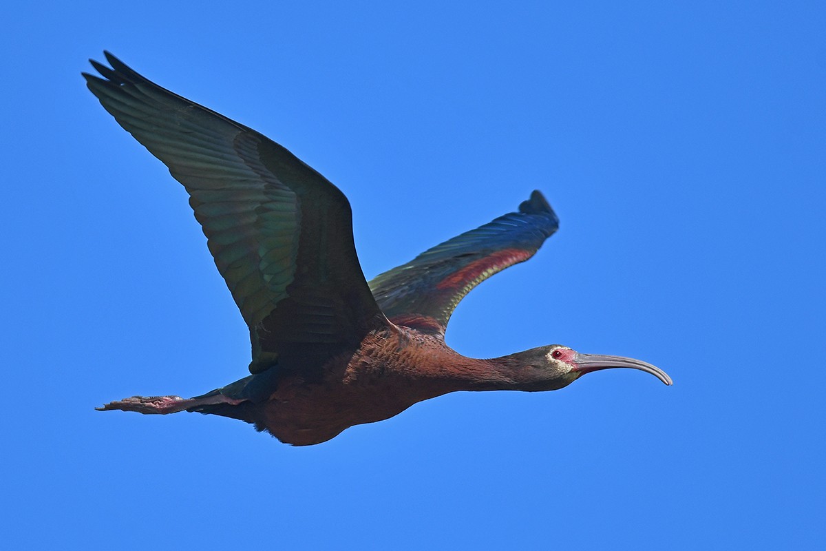 hvitgrimeibis - ML614097978