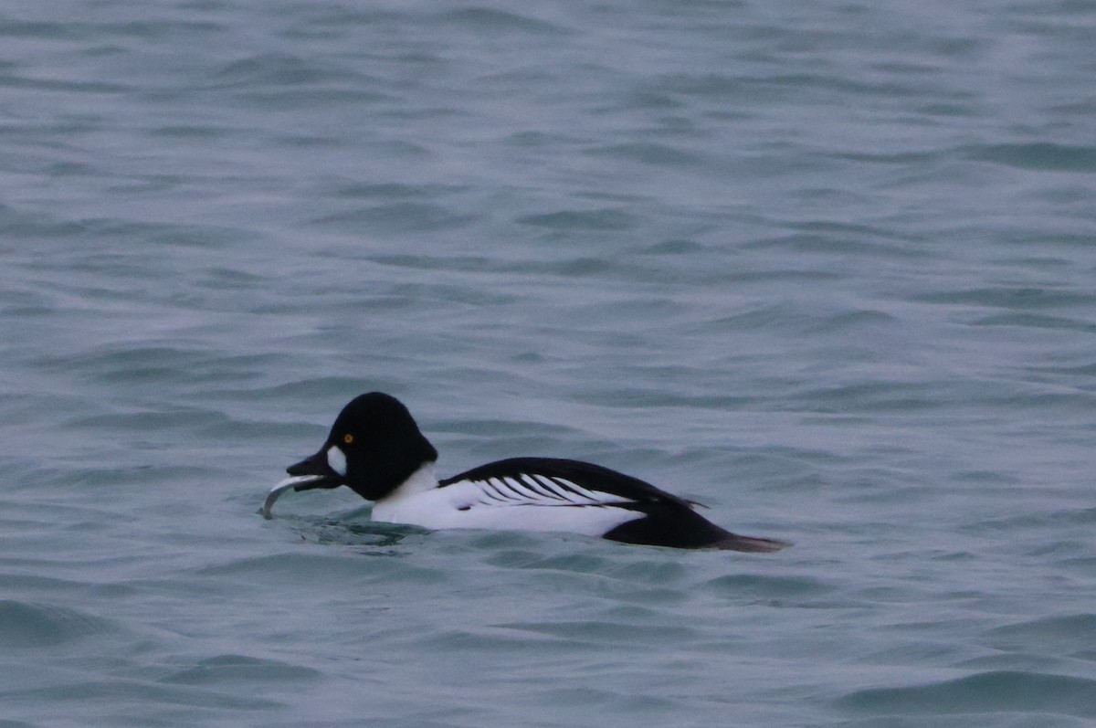 Common Goldeneye - Santo A. Locasto