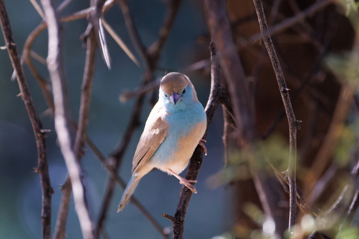 Southern Cordonbleu - Egor F