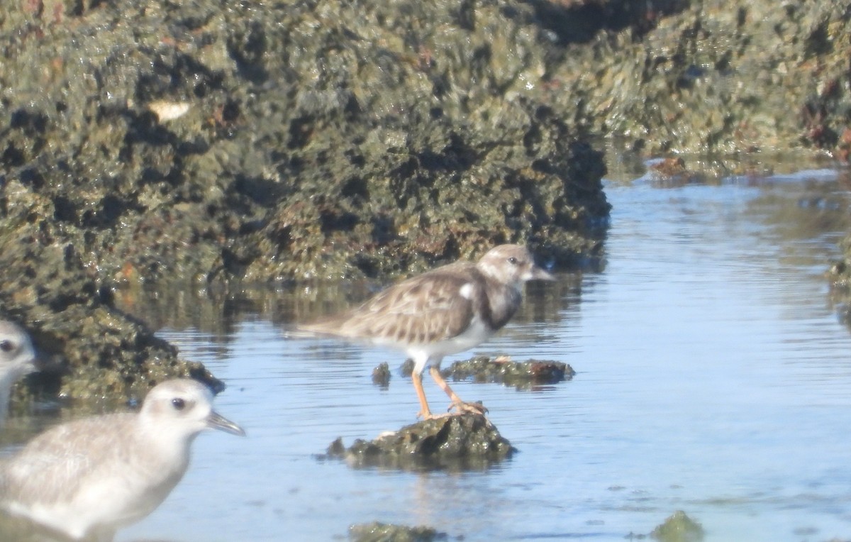 Ruddy Turnstone - ML614098043