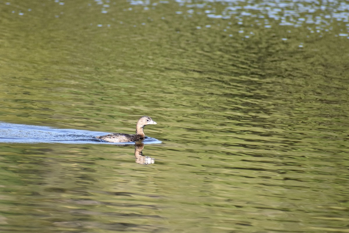 Pied-billed Grebe - ML614098062