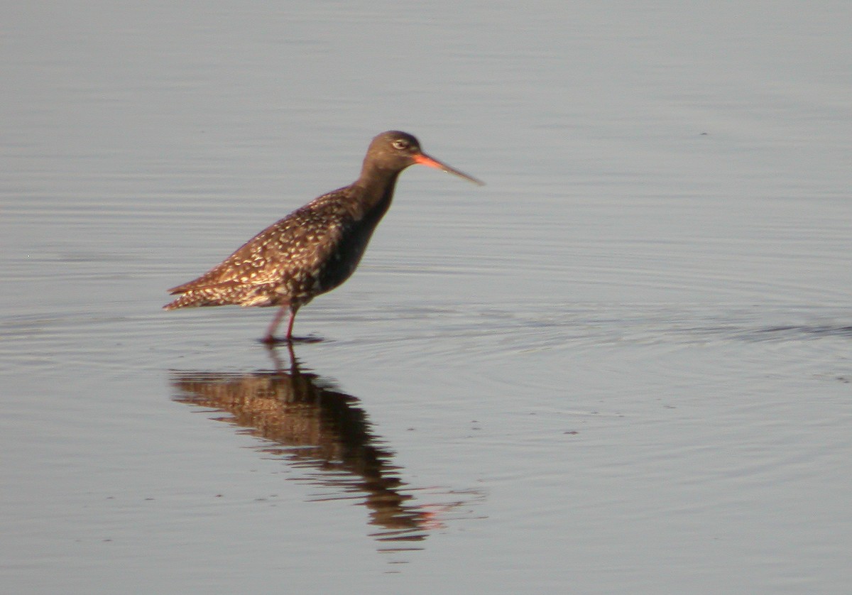 Spotted Redshank - ML614098091