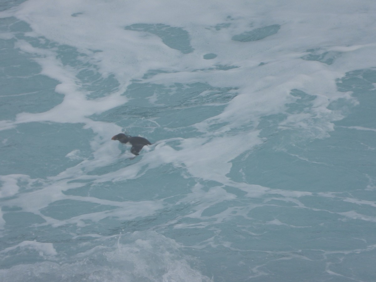 Atlantic Puffin - ML614098102