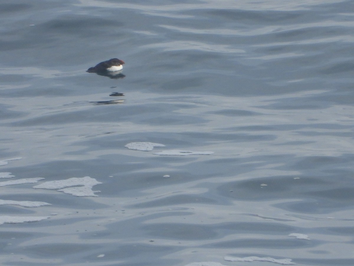 Atlantic Puffin - ML614098104