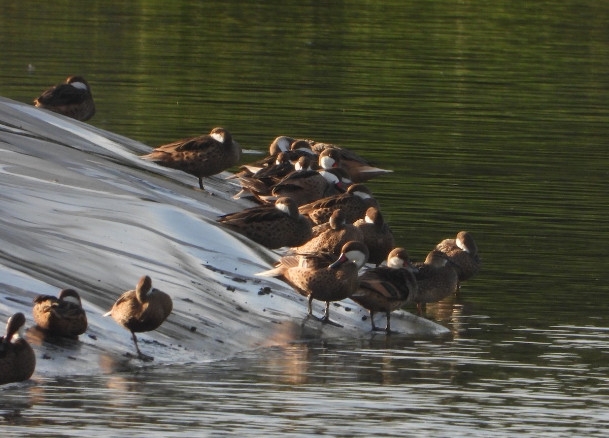 White-cheeked Pintail - ML614098208