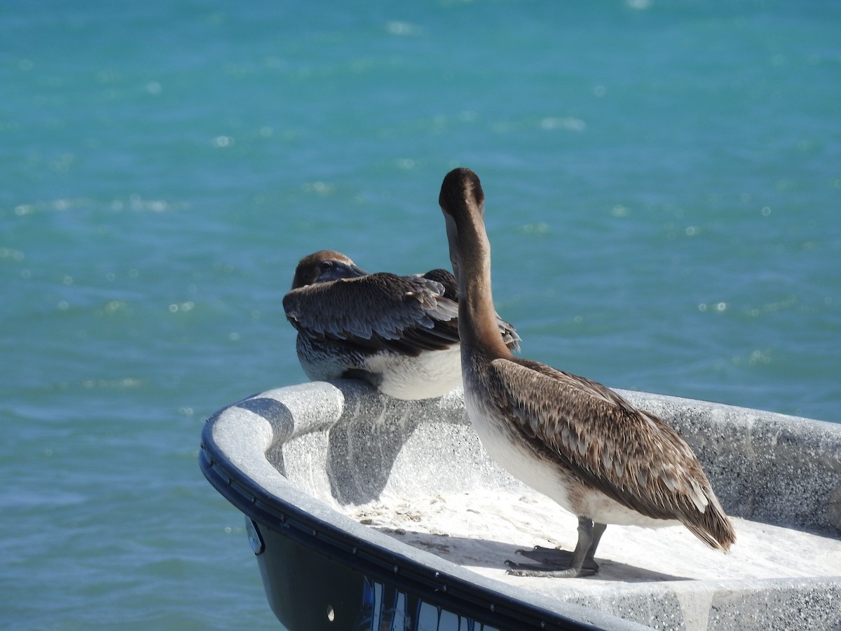 Brown Pelican - ML614098210