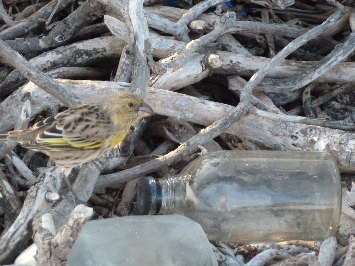 Laysan Finch - George Wallace