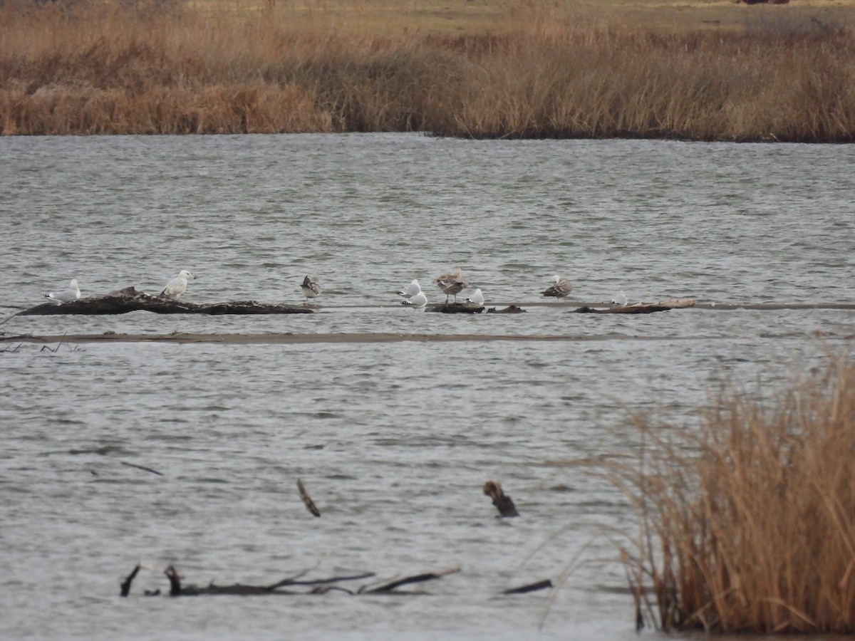 Glaucous-winged Gull - ML614098251