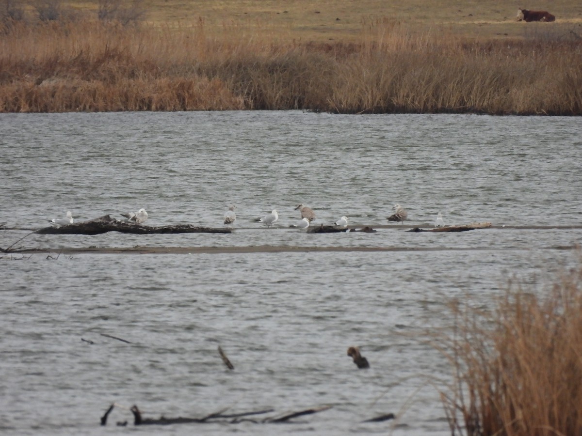 Glaucous-winged Gull - ML614098252