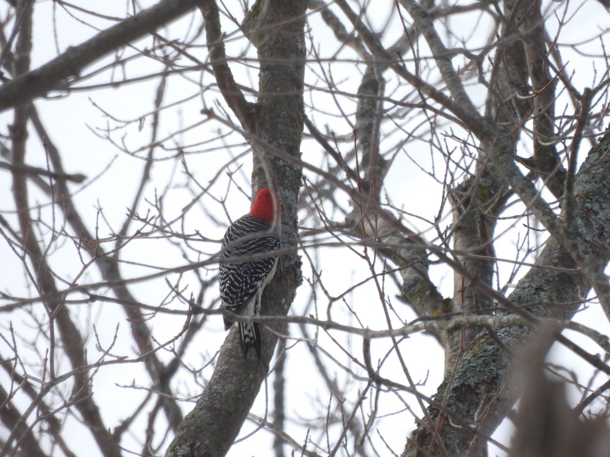 Red-bellied Woodpecker - ML614098328