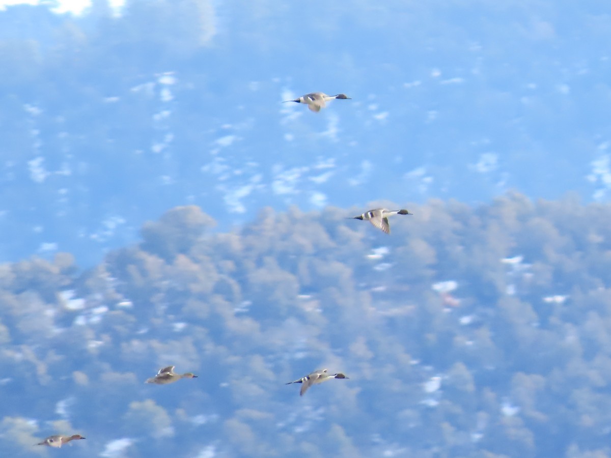 Northern Pintail - ML614098357