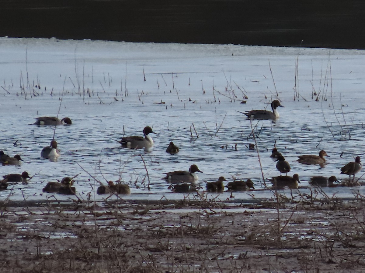 Northern Pintail - ML614098359