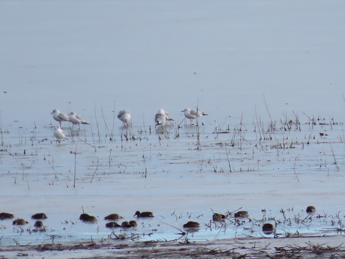 Ring-billed Gull - Peyton Jackson