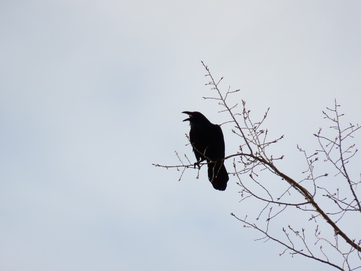 Common Raven - ML614098402