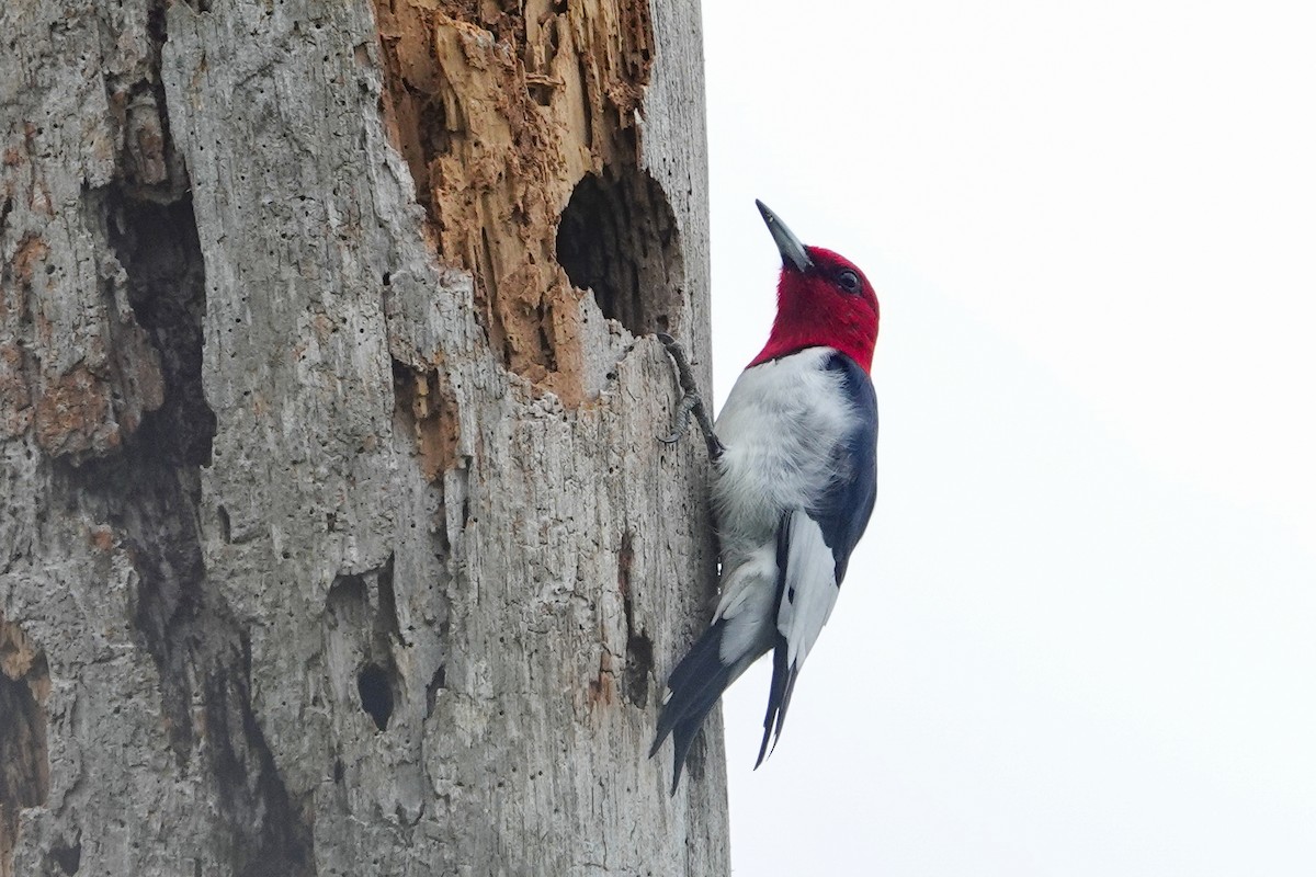 Red-headed Woodpecker - ML614098429