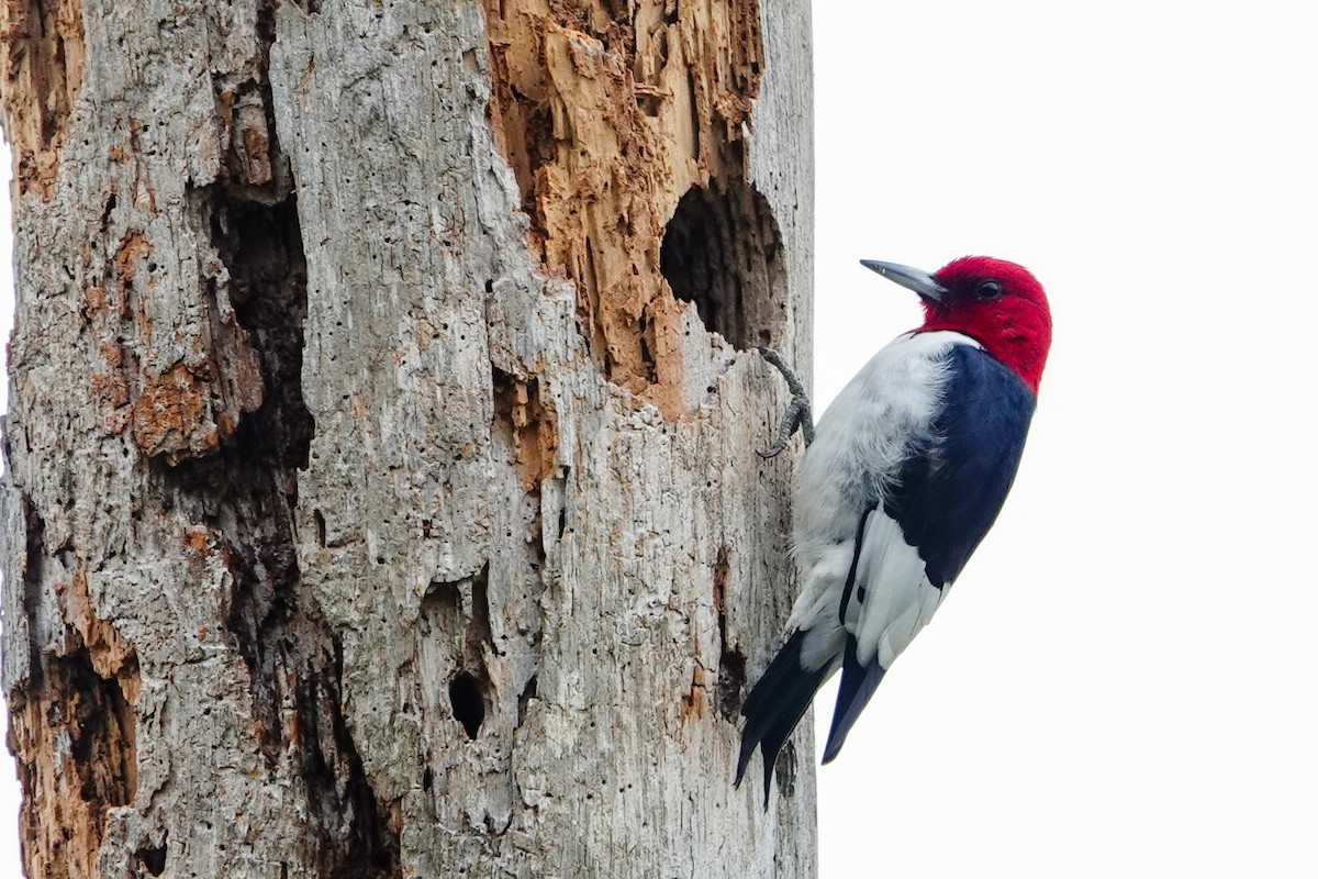 Red-headed Woodpecker - ML614098430