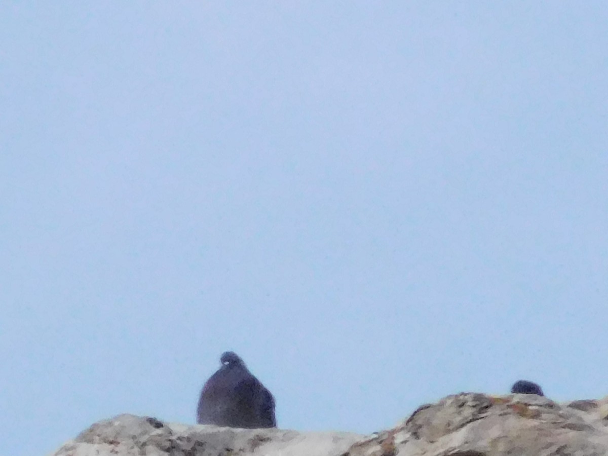 Rock Pigeon (Feral Pigeon) - ML614098499