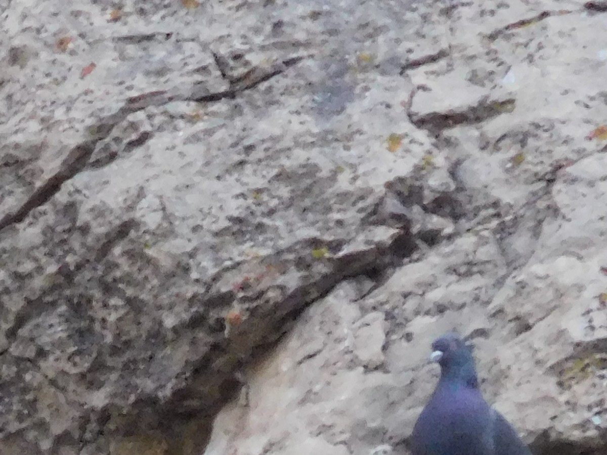 Rock Pigeon (Feral Pigeon) - ML614098503