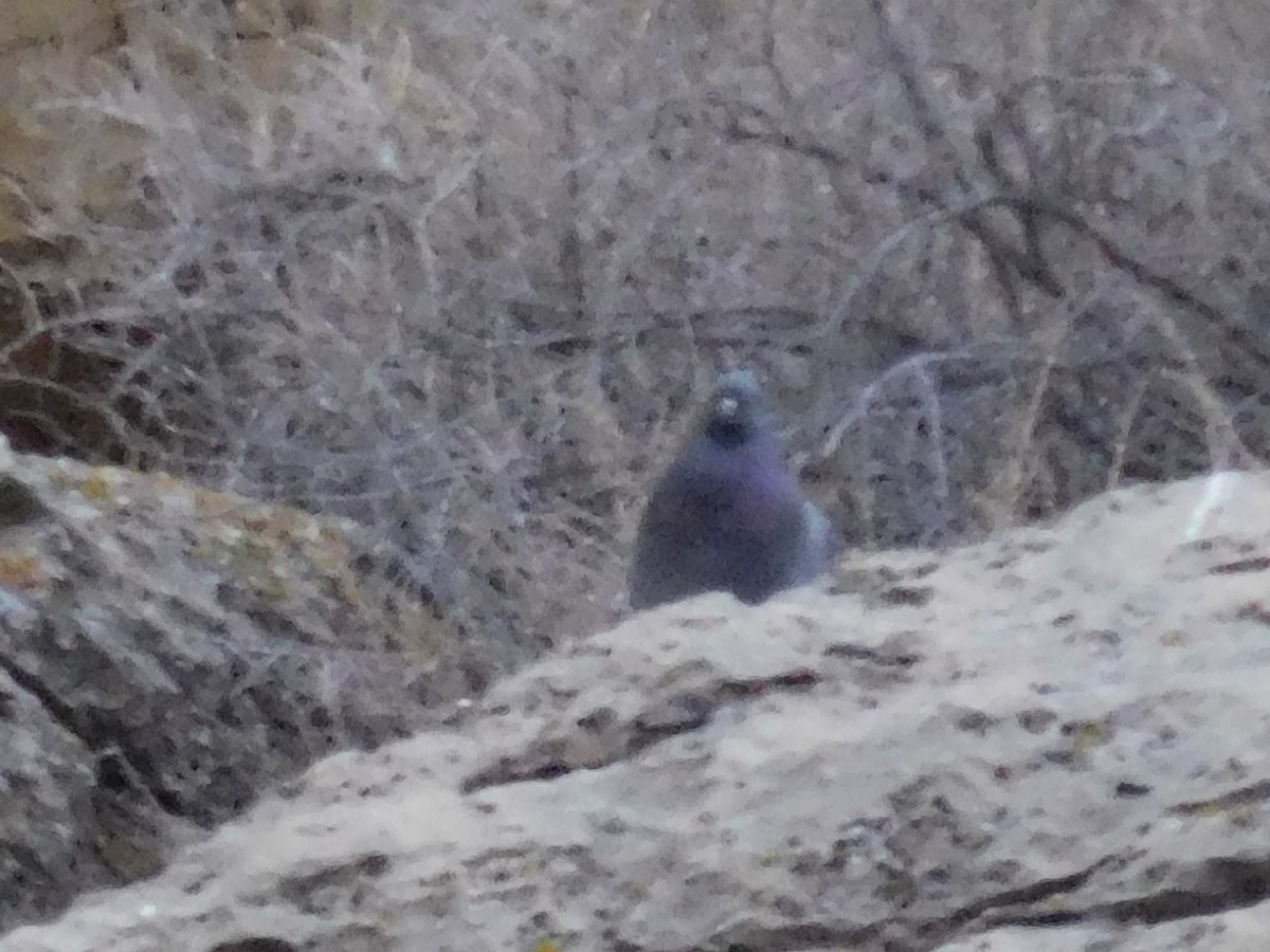 Rock Pigeon (Feral Pigeon) - ML614098504