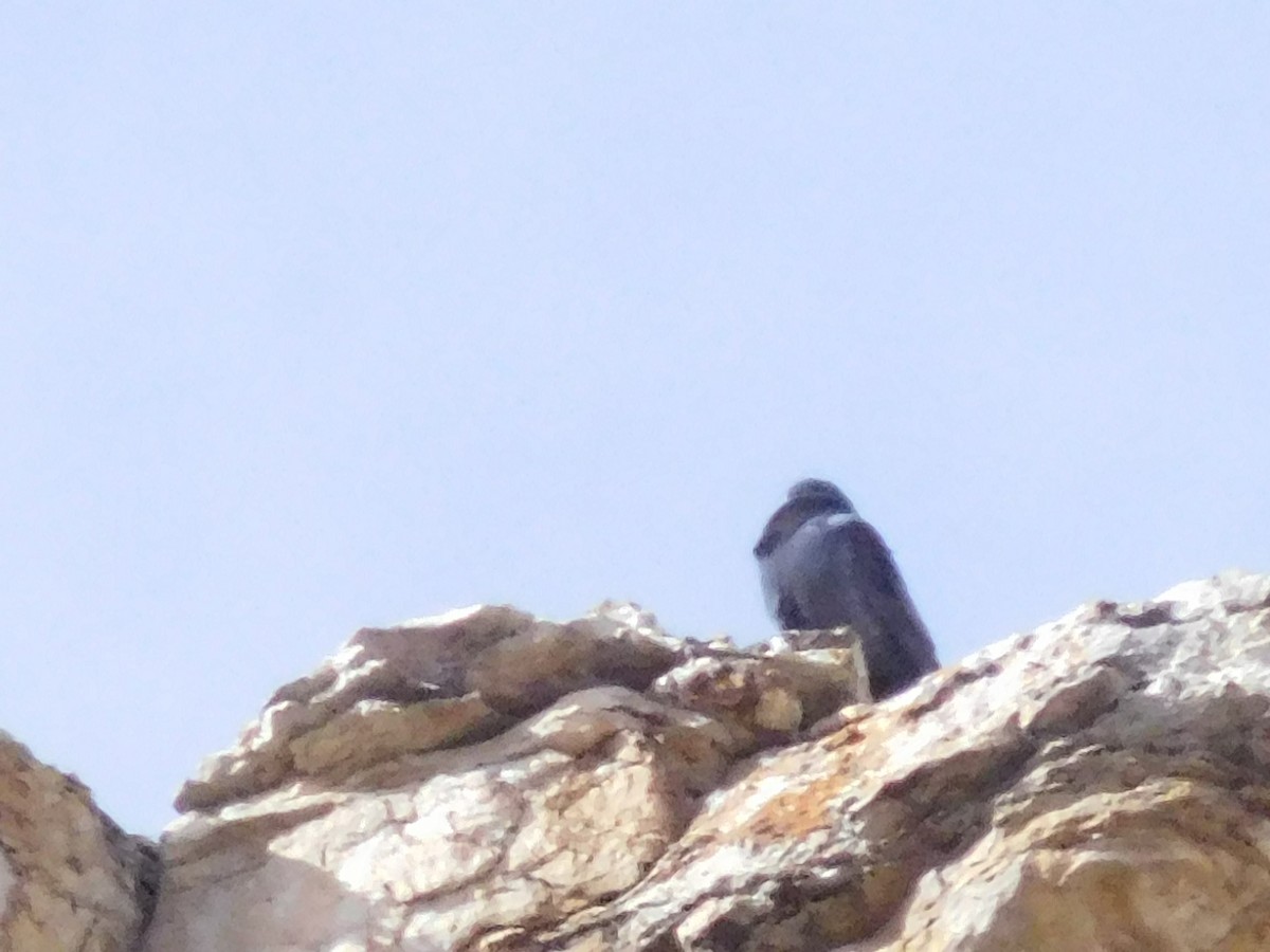 Rock Pigeon (Feral Pigeon) - ML614098505
